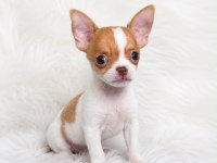 WC eğitimli mini boy chihuahua