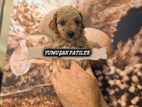 Toy Poodle Dişi Erkek