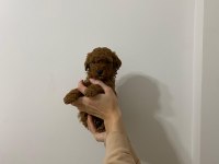 Şov kalite sağlık ırk garantili poodle yavrularımız