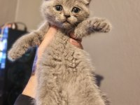 1.5 aylık british shorthair fıstıklar