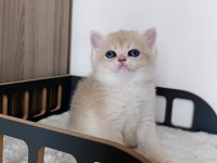 Blue golden erkek yavru kedimiz