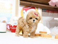 FİNCAN BOY MALTİPOO BEBEKLERİM KAPIDA ÖDEMELİ