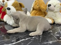 ÜST DÜZEY KALİTEDE FLUFFY TAŞIYICI BEBEKLER