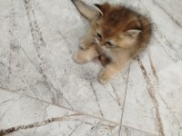 Yaklaşık 3 aylık sevimli british shorthair yavrumuz