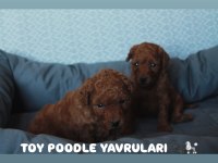 PREMIUM KALİTE TOY POODLE YAVRULARI