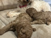 toy poodle erkek