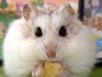 Albino gonzales ve gri gonzales hamster bebek de mevcut