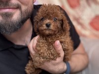 Kg garantili toy poodle yavrularım
