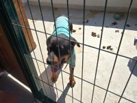 Acil ücretsiz sahiplendirme rottweiler
