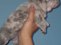%100 IRK GARANTİLİ FRANSIZ BULLDOG YAVRULARI
