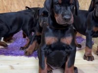 Safkan Doberman yavrusu