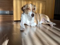 İnanılmaz Uysal Köpeğimiz Yeni Yuvasını Arıyor