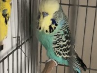 Şarjım jumbo takım ve yerli takım muhabbet kuşu
