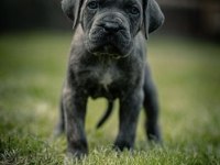Cane Corsa A Kalite Anne Baba SCR Tüm İllere Gönderim