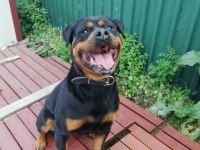 Safkan rottweiler