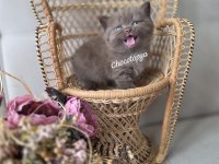 ÇİKOLATA VE ÇİKOLATA BİCALOR BRİTİSH KEDİMİZ