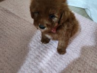 Bal Gibi Toy Poodle Bebek