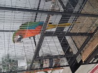 El besleme 11 aylık insan canlısı macaw