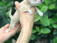 MİKRO TEACUP CHİHUAHUA BEBEĞİM