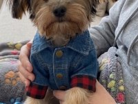 Uyumlu çok akıllı yorkshire terrier