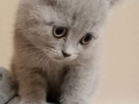 British shorthair acil sahiplendirilecek