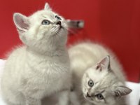 Uyguna Lynx British Shorthair Yavrularımız