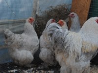 LAVENDER BRAHMA KULUÇKALIK YUMURTA & CİVCİV