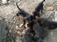 Yavru Belçika Kurdu