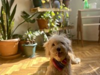 1 Yaşında Eğitimli Dişi Maltipoo