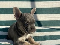 BLUETAN french Bulldog