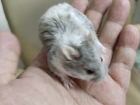 Gonzalez Özel Renk Hamster