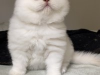 Safkan british shorthair kardeşler