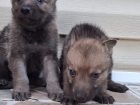 ANNE BABA SECERELİ ERKEK VE DİŞİ WOLFDOG YAVRULARIM