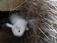 Sevimli mini lop tavşan yavrular