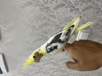 Full evcil ele alışık bilezikli sultan papağanı