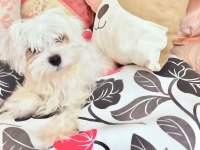 Mükemmel bebişler maltese terrier