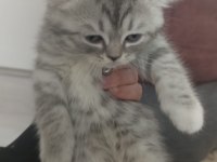 British longhair çok tatlı yavrular