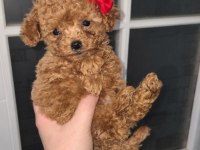 TEACUP POODLE MINIKLERLE TANISTINIZ MI ?