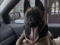 Malinois Belçika Kurdumuz