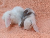 Hollanda teddy lop tavşan yavruları