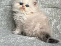British Longhair Golden Point