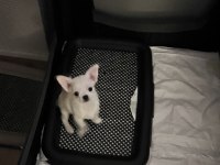 Chihuahua yavrular 4 aylık