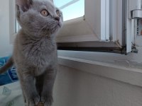 British 3 aylık dişi british shorthair