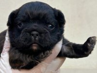 Fluffy french bulldog