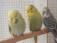 Show jumbo muhabbet kuşu yavrular