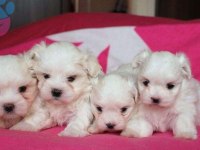 Maltese Terrier Mini Mini Xs Büyümeyen Bebeklerim