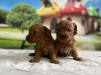 Toy Poodle Yavru