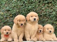 Golden Retriever Yavrular İstenirse Kapınıza Teslim