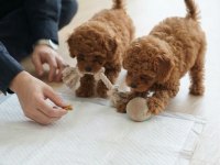 Safkan Toy Poodle