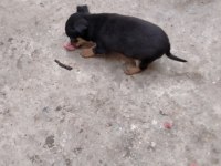 Pinscher minyatür köpeğimiz